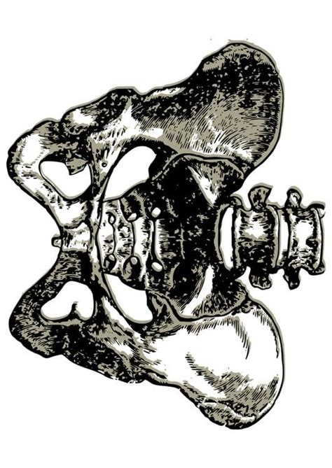 Printable Pelvis