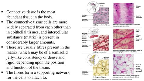 Solution Connective Tissue Autosaved Studypool