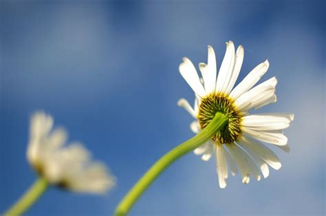 Free stock photo of flora, floral, flower wallpaper