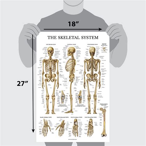 Buy Skeletal System Anatomical Chart LAMINATED Human Skeleton