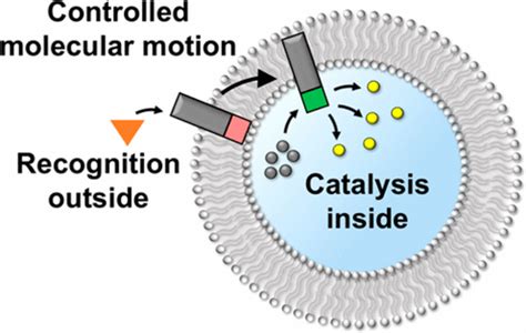 Recognition Controlled Membrane Translocation For Signal Transduction