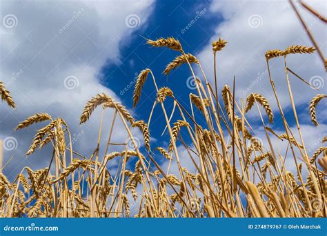 Field Wheat In Period Harvest On Background Cloudy Sky Stock Image