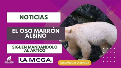 La Historia Del Oso Marr N Albino Que Siguen Enviando Al Rtico