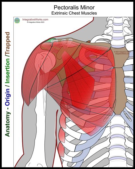 Pectoralis Minor Functional Anatomy Extrinsic Chest Muscles Anatomy Muscle Anatomy Medical