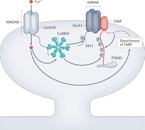 Nat Rev Neurosci最新综述：突触可塑性、学习和记忆的核心分子组织者——camkii 知乎