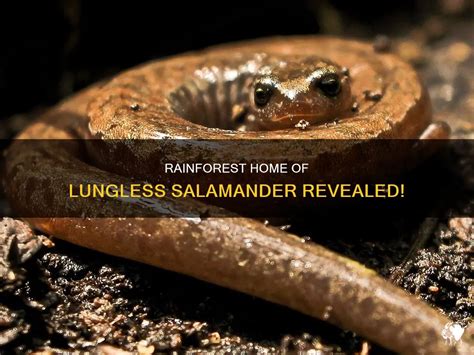 Rainforest Home Of Lungless Salamander Revealed! | PetShun