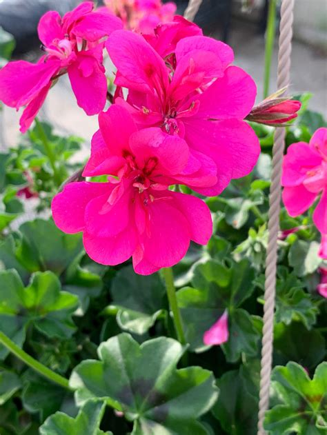 Ivy Geraniums The Garden Spot