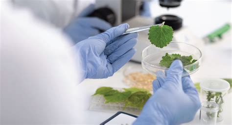 Applied Plant Biology – Institute of Molecular Biosciences, Mahidol ...