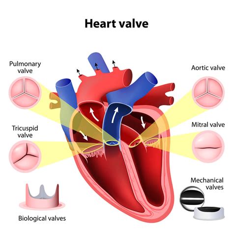 Insuficiencia Mitral Síntomas Y Diagnóstico — Mejor Con Salud