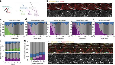 Gfptipact Captures And Redirects Microtubule Growth Along Actin