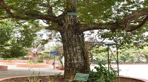 Copper Pod Tree ಬಟಟದ ಹಳ St Aloysius College Green Campus