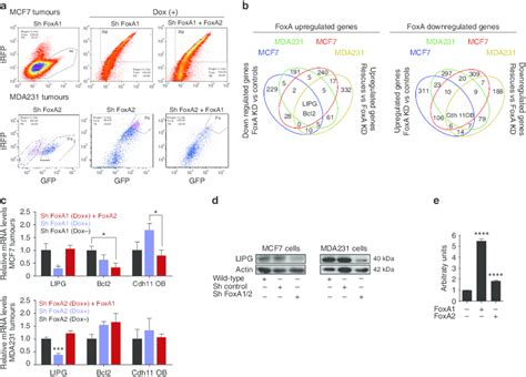 A Genomic Approach To Identify FoxA1 And FoxA2 Regulated Transcripts