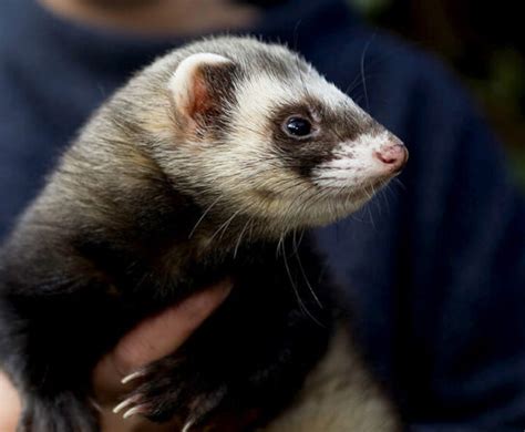 Fat Ferrets What You Need To Know About Ferrets And Weight Gain