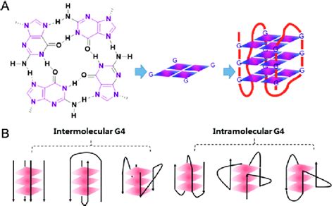 A Schematic Representation Of A G Quartet And Its Stacking To Form An Download Scientific