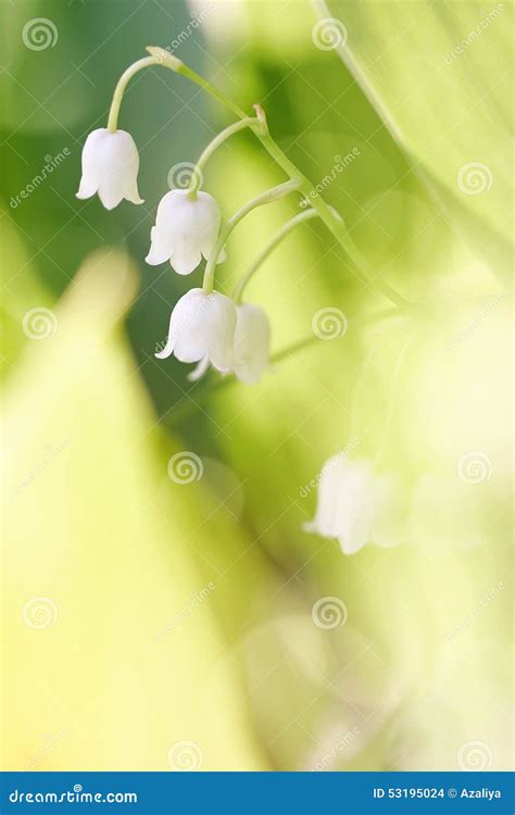 Forest Wild Growing Lilies Of The Valley Stock Photo Image Of Lily