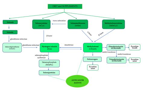 The Metabolic Pathways Of Selenium Compounds In The Human Body