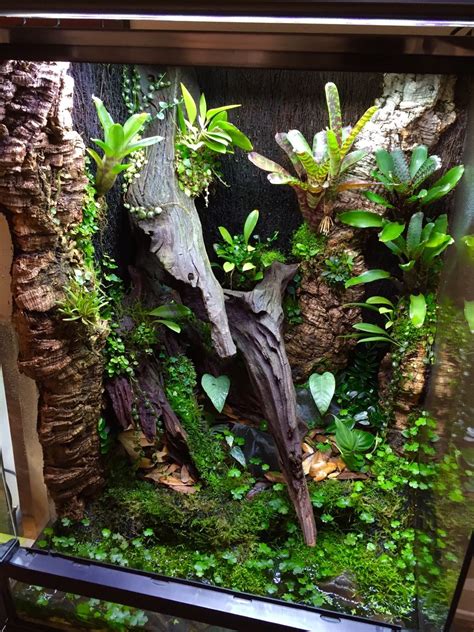 18x18x24 R. Varadero build | Reptile terrarium, Frog terrarium, Gecko vivarium