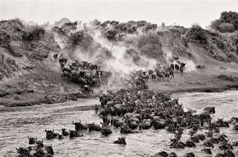 Wildebeest Migration River Crossing | African Wildlife Canvas Wall Art ...