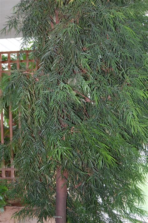 Photo Of The Entire Plant Of Weeping Podocarpus Afrocarpus Gracilior