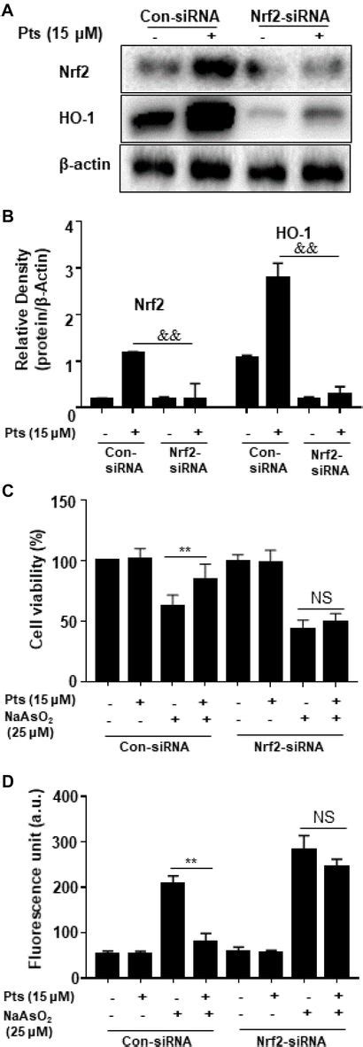 Frontiers Pterostilbene Activates The Nrf Dependent Antioxidant