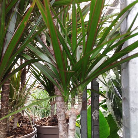 Dracaena Marginata 30 10 Pot De 17 Cm Coclicoh