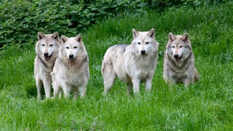 Fun Facts About Wolves That Will Amaze