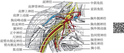 二 臂丛的分支 基础医学 医学