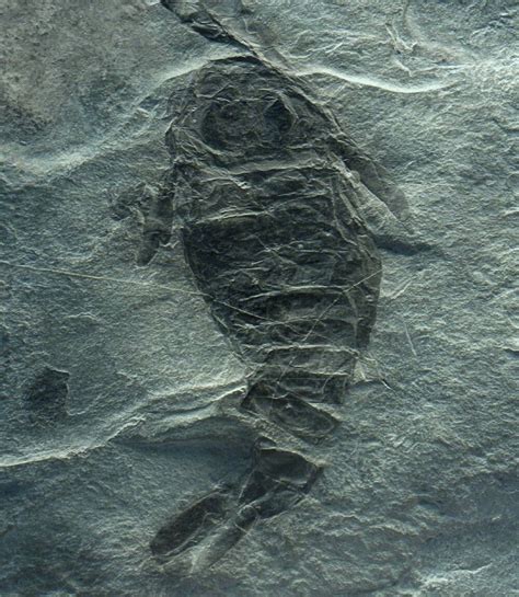 Pterygotus Fossil