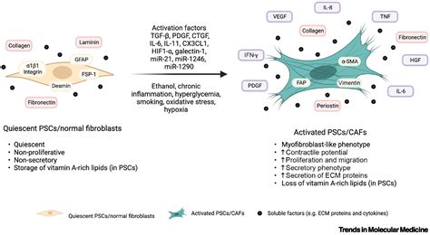 Fibroblasts In Pancreatic Cancer Molecular And Clinical Perspectives