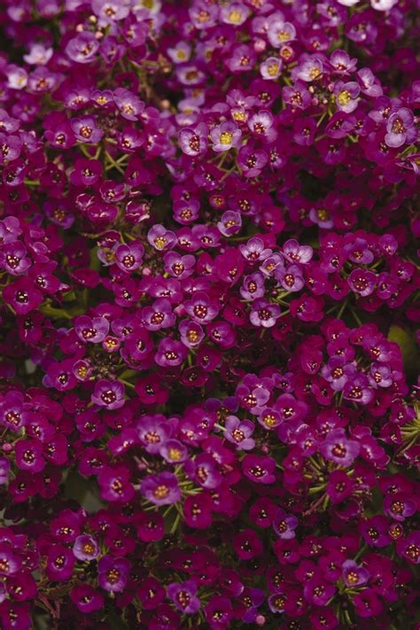 Lobularia maritima Clear Crystal® 'Purple Shades' Alyssum, Sweet ...