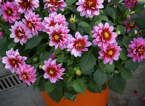 How To Grow Dahlias In Pots