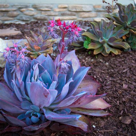 All About Purple Succulents | The Rex Garden