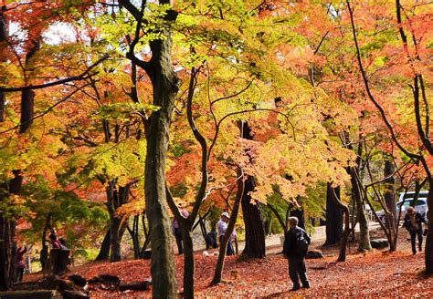 長瀞紅葉まつり2016 長瀞町観光協会公式サイト