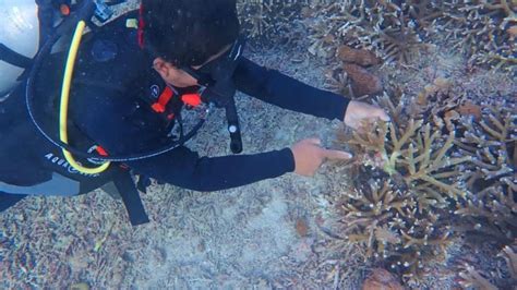 Asa Pemuda Di Nusa Penida Bali Ramai Ramai Restorasi Terumbu Karang