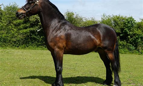 Welsh Pony Breed Info And Facts