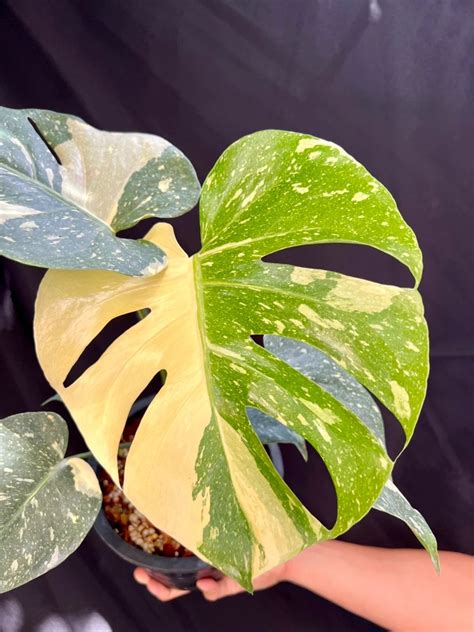 Tissue Culture Monstera Thai Constellation Variegated Botgarden