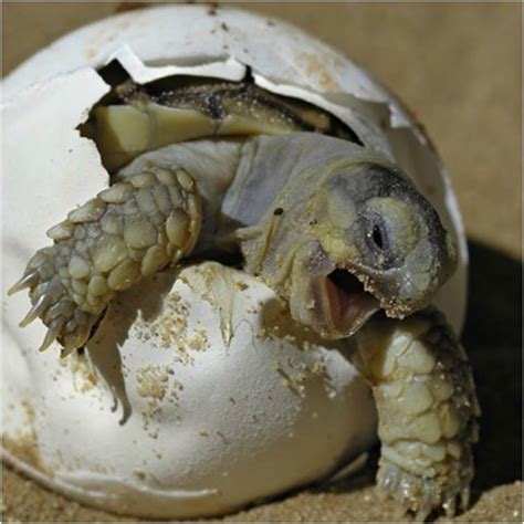 Salento Schiusa Di Ventotto Uova Di Tartarughe Caretta Caretta