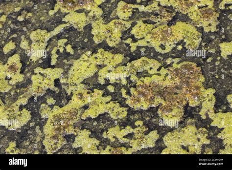 Eutrophication Algae Hi Res Stock Photography And Images Alamy