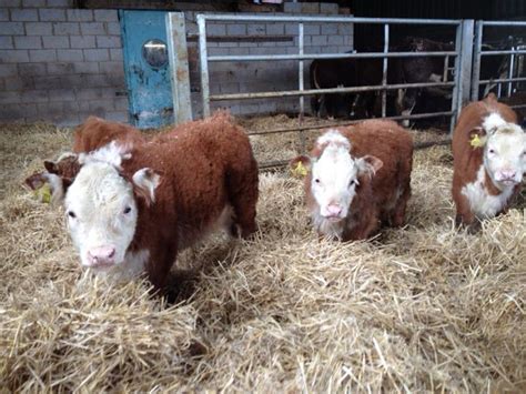 Miniature. Herefords - Here's looking at you too. Calves born on the farm November 2013 ...