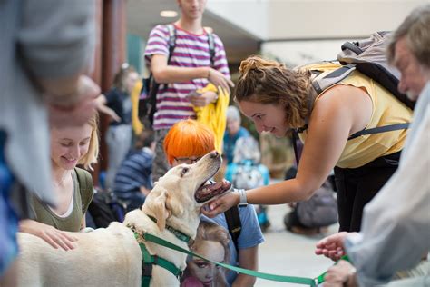 Therapy Dogs - Health & Counseling