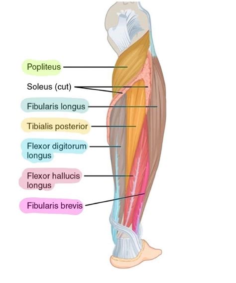 Deep Posterior Lower Leg Muscles