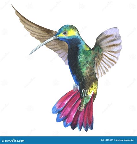 Colibri Del Pájaro Del Cielo En Una Fauna Por Estilo De La Acuarela Aislada Stock de ilustración ...