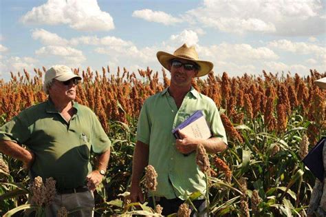 Newly Released Sorghum Types Offer Biodiversity Crop Improvement