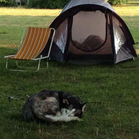 Camping Mit Haustier Naturcampingplatz Alt Reddevitz