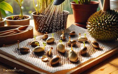 How To Germinate Durian Seeds 8 Easy Steps