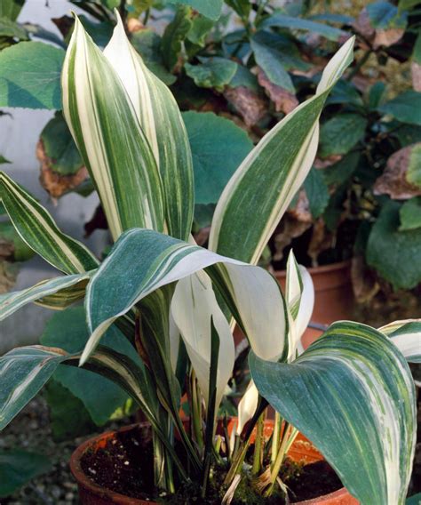 Aspidistra Care And Growing Guide Our Top Expert Tips Gardeningetc