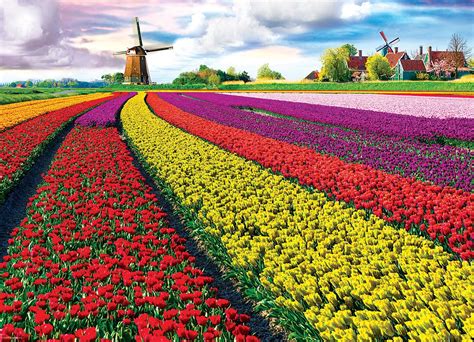 Tulip Field Netherlands 1000 Piece Puzzle Tulips Abound Colors