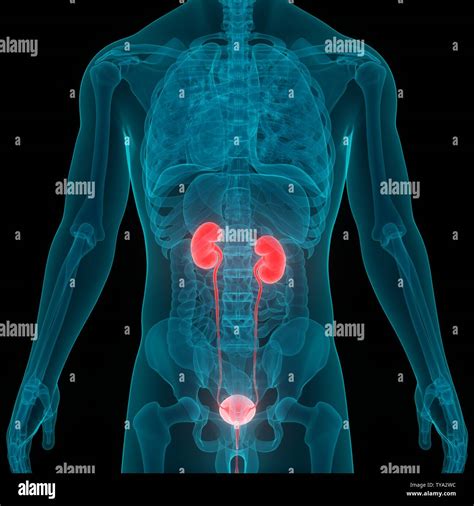 Male Urinary System Kidneys With Bladder Anatomy Stock Photo Alamy