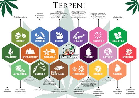 Terpeni Cosa Sono E Caratteristiche The Best Porn Website