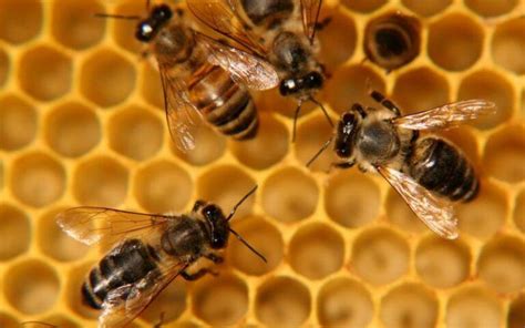 Apis mellifera qué es características hábitat reproducción